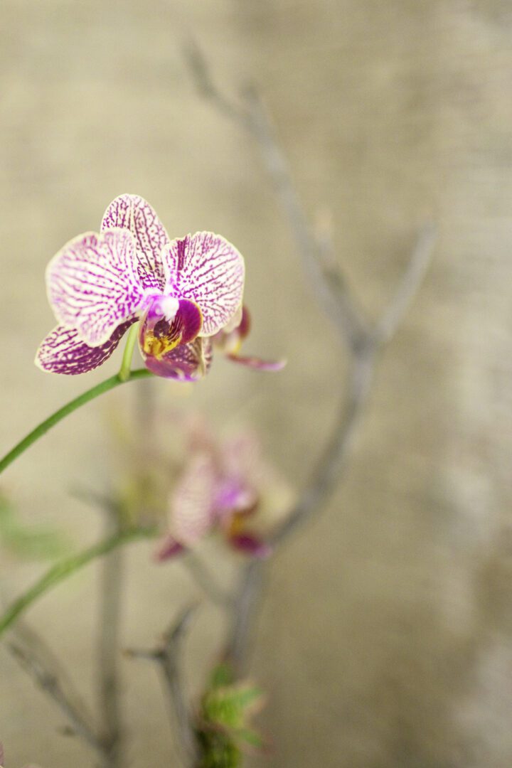 tikkun_purpleorchid